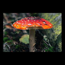 Load image into Gallery viewer, Wild Toadstool Unisex Gildan T-Shirt